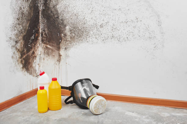 Professional Mold Removal in Catalina, AZ