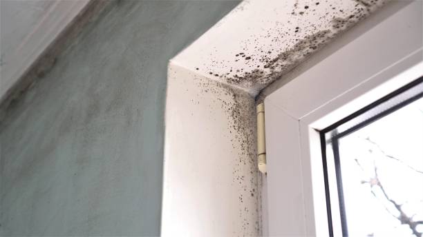 Best Professional Mold Removal  in Catalina, AZ