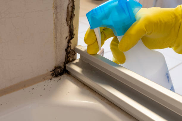Best Mold Damage Repair  in Catalina, AZ