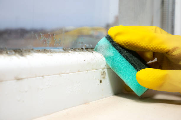Best Toxic Mold Removal  in Catalina, AZ
